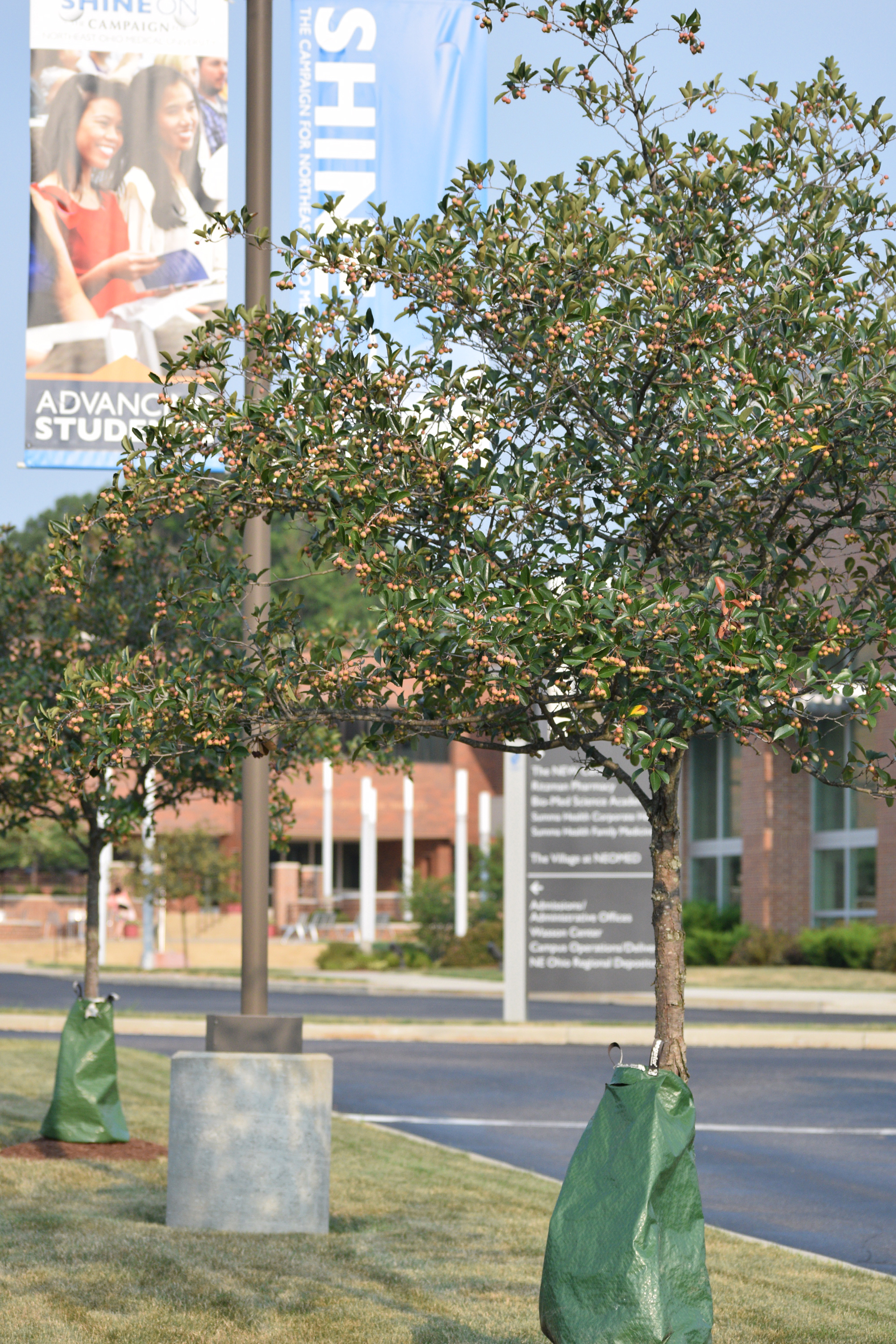 Trees on NEOMED's campus