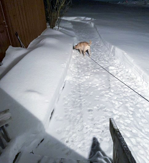A dog walking down a plowed path with snow piled on both sides.