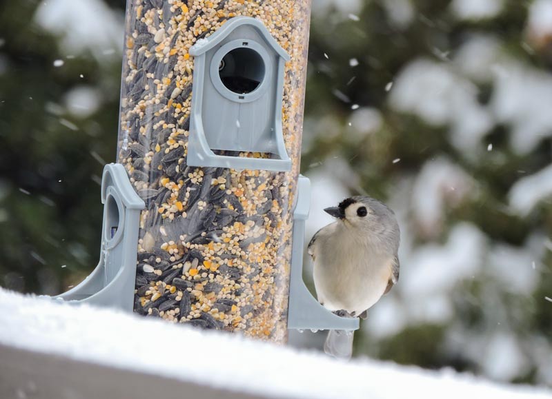 A bird on a birdfeeder as snow falls.