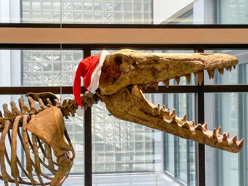 A dinosaur skeleton with a santa's hat on its head.