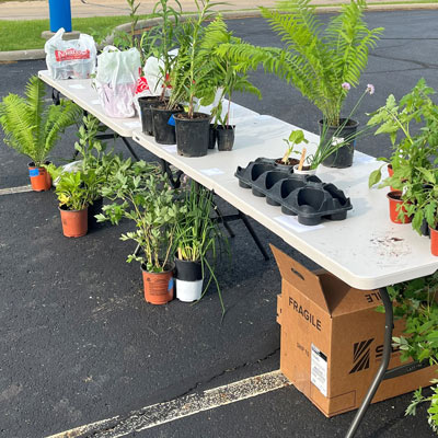 Plants for sale on a table.