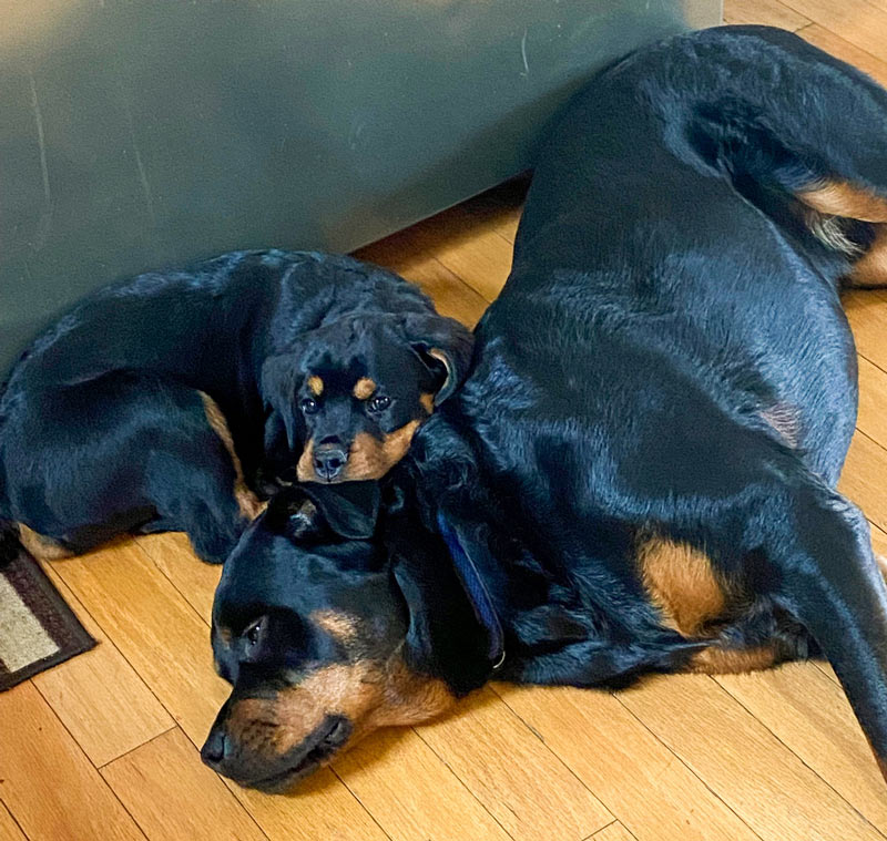 Two dogs lying down.