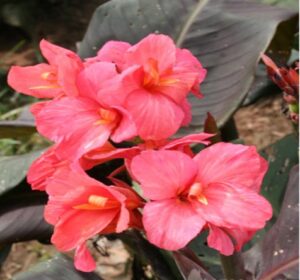 a cluster of pink flower blossoms
